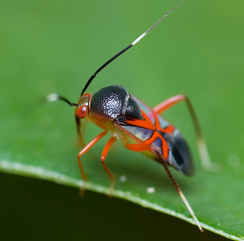 Malaysia Bug